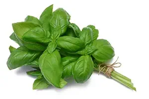 Basil
