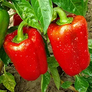 Red Capsicum