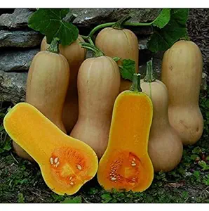 Butternut Pumpkin